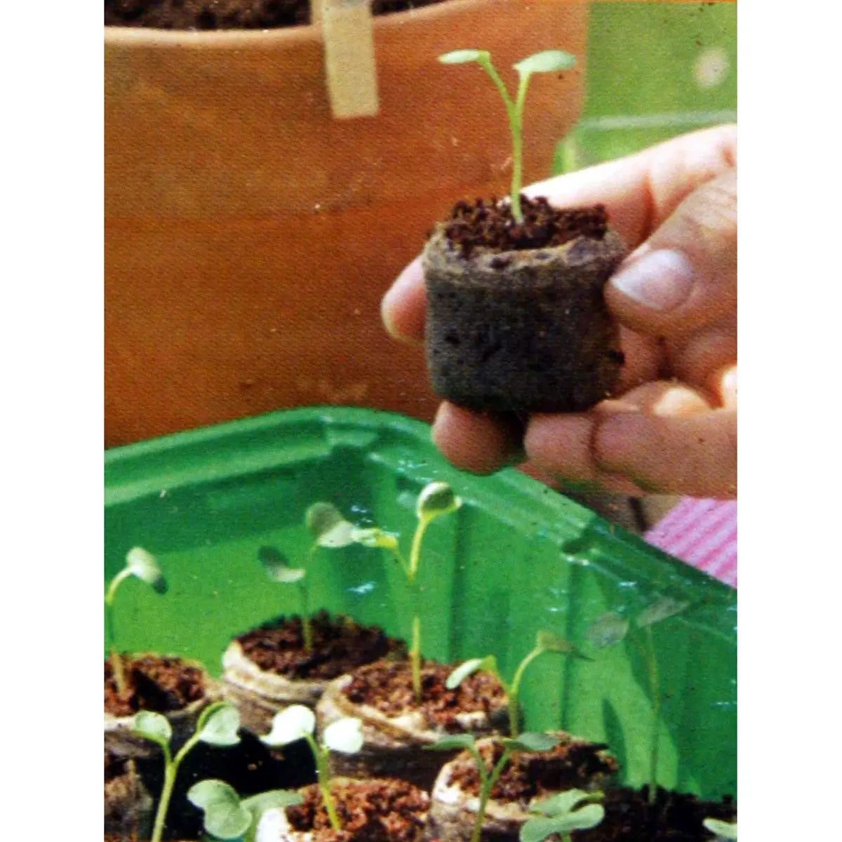 100 pellets fibra di cocco, Ø 3,6 cm