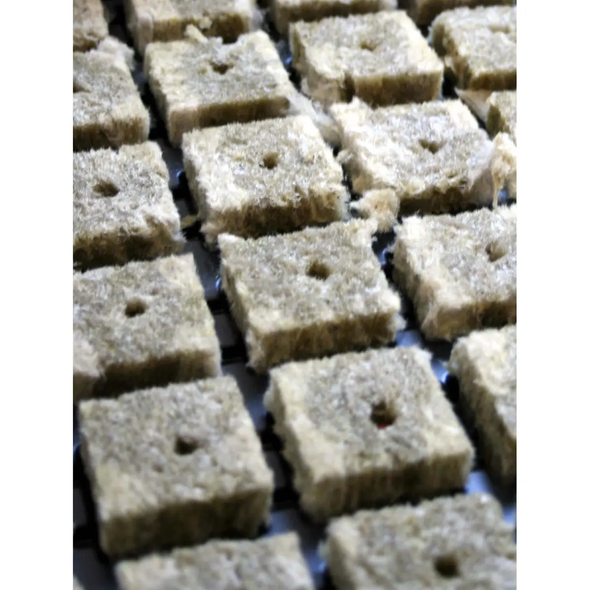 Grodan Plugs - cubetti mini incl. Vassoio