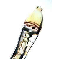Pipa Pashmiri